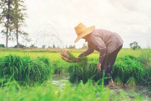 Ketahui dengan Baik Mekanisme Pajak Atas Hasil Pertanian